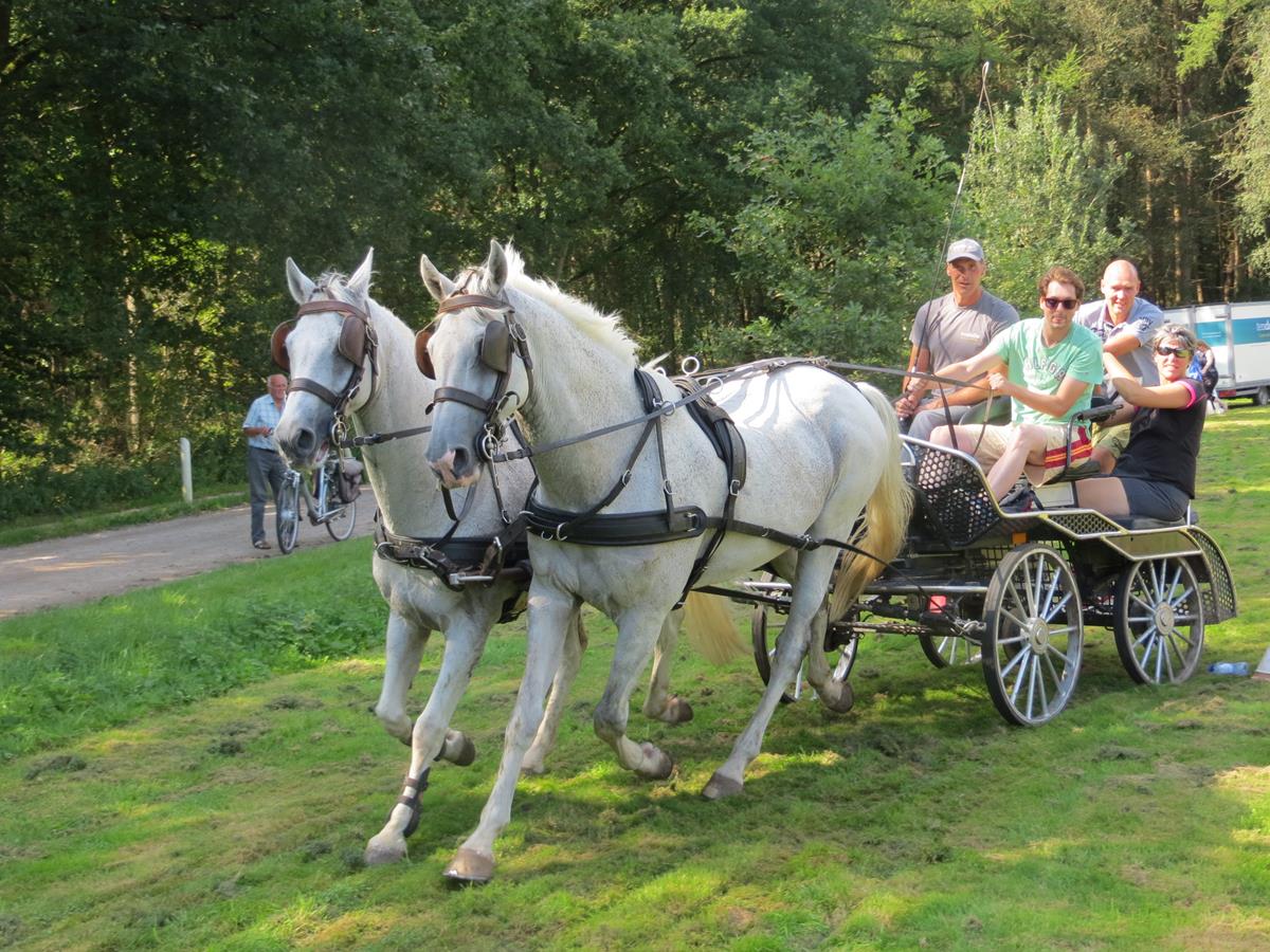 teamevent-paarden-mennen